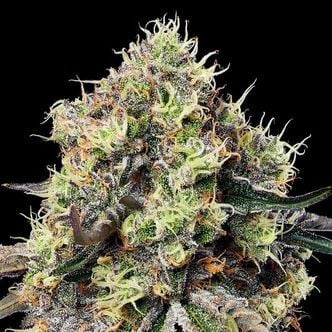 Roswell Code (Anesia Seeds) féminisée