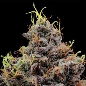 Think Tank (Anesia Seeds) féminisée