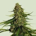 Gaia F1 Auto (Royal Queen Seeds) féminisée