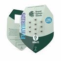 Atlas F1 Auto (Royal Queen Seeds) féminisée