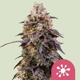 Sticky Queen (Royal Queen Seeds) Feminized