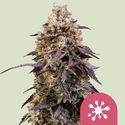 Sticky Queen (Royal Queen Seeds) féminisée