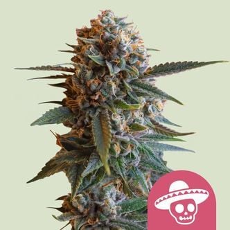 Mexican Rush (Royal Queen Seeds) Feminized