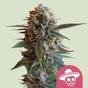 Mexican Rush (Royal Queen Seeds) féminisée