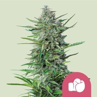 Purple Punch (Royal Queen Seeds) féminisée