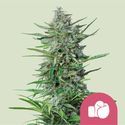 Purple Punch (Royal Queen Seeds) féminisée