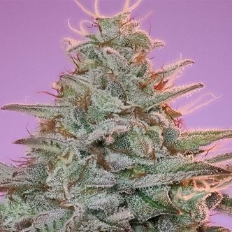 Sinai (Anesia Seeds) féminisée