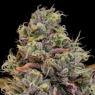Chaos Cake Auto (Anesia Seeds) féminisée