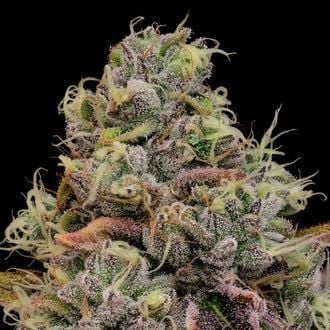 Chaos Cake Auto (Anesia Seeds) féminisée