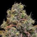 Chaos Cake Auto (Anesia Seeds) féminisée