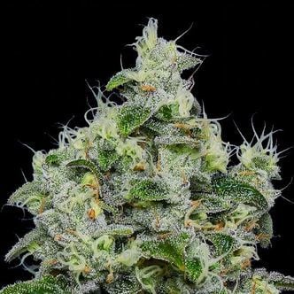 Dankberry Auto (Anesia Seeds) féminisée