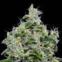 Dankberry Auto (Anesia Seeds) féminisée