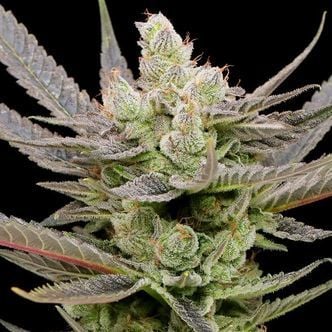 Glowberry Rush Auto (Anesia Seeds) féminisée