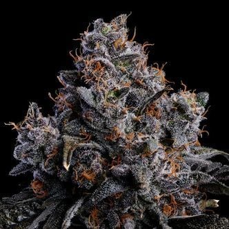 Grape Pop Rocks Auto (Anesia Seeds) féminisée