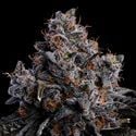 Grape Pop Rocks Auto (Anesia Seeds) féminisée