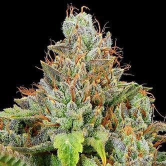 Sticky Boof Auto (Anesia Seeds) féminisée
