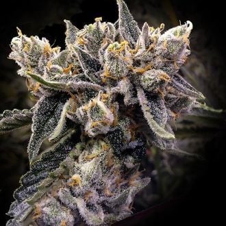 Bruised Banana (DNA Genetics) féminisée