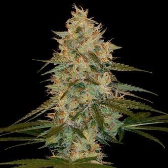 Chocolope Kush (DNA Genetics) féminisée