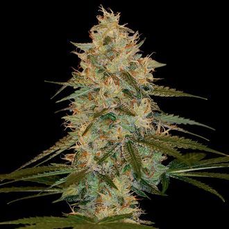 Chocolope Kush (DNA Genetics) féminisée