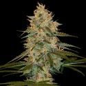 Chocolope Kush (DNA Genetics) féminisée
