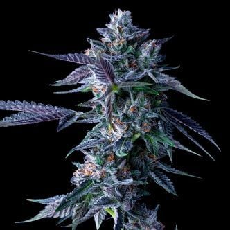 Chocolope (DNA Genetics) féminisée
