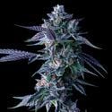 Chocolope (DNA Genetics) féminisée