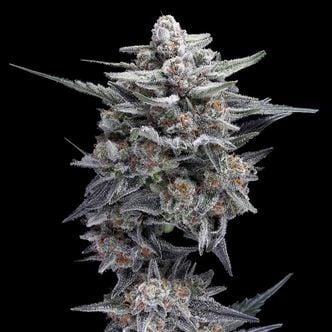 HG23 AKA Michael Jordan (DNA Genetics) féminisée
