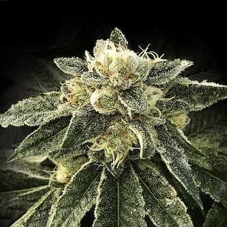 White Chocolope (DNA Genetics) Feminized