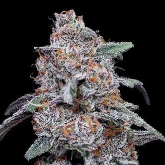 Purple People Eater Auto (DNA Genetics) féminisée