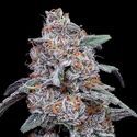 Purple People Eater Auto (DNA Genetics) féminisée