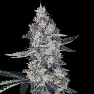 Watermelon Man Auto (DNA Genetics) féminisée