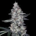 Watermelon Man Auto (DNA Genetics) féminisée