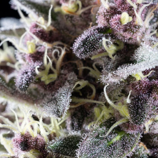 Pink Gelato (Kannabia) féminisée