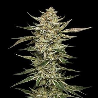 OG Triploid (Humboldt Seed Company) féminisée