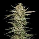 OG Triploid (Humboldt Seed Company) féminisée