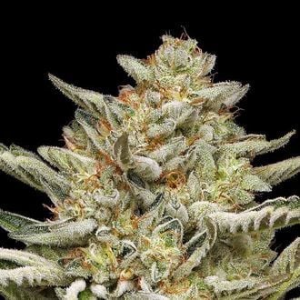 OG Triploid Auto (Humboldt Seed Company) féminisée