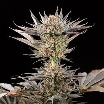 Lemon Tree 2.0 (Silent Seeds x Lemon Tree) féminisée
