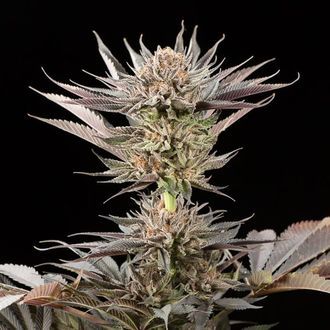 Lemon Tree 2.0 (Silent Seeds x Lemon Tree) féminisée