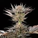 Lemon Tree 2.0 (Silent Seeds x Lemon Tree) féminisée