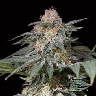 Lemon Tree Fast (Lemon Tree x Silent Seeds) féminisée