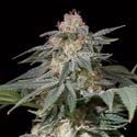 Lemon Tree Fast (Lemon Tree x Silent Seeds) féminisée