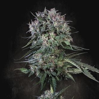 Doppler (Paradise Seeds) féminisée