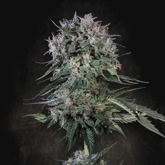 Doppler (Paradise Seeds) féminisée