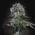 Doppler (Paradise Seeds) féminisée