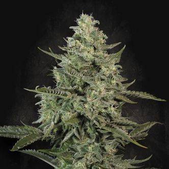 Mendo Crème (Paradise Seeds) féminisée