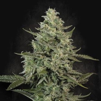 Mendo Crème (Paradise Seeds) féminisée