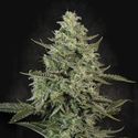 Mendo Crème (Paradise Seeds) féminisée
