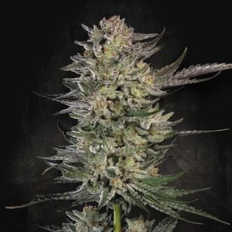 Candy Breath (Paradise Seeds) féminisée