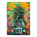 In-Di-Couch Indica Pack - Variétés féminisées