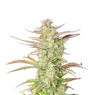Z-Up Auto (FastBuds) féminisée